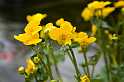 FH_VP_5060(Caltha palustris)